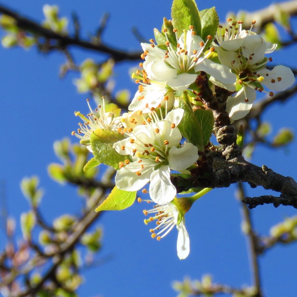 Spiritual Leader – Daisaku&nbsp;Ikeda