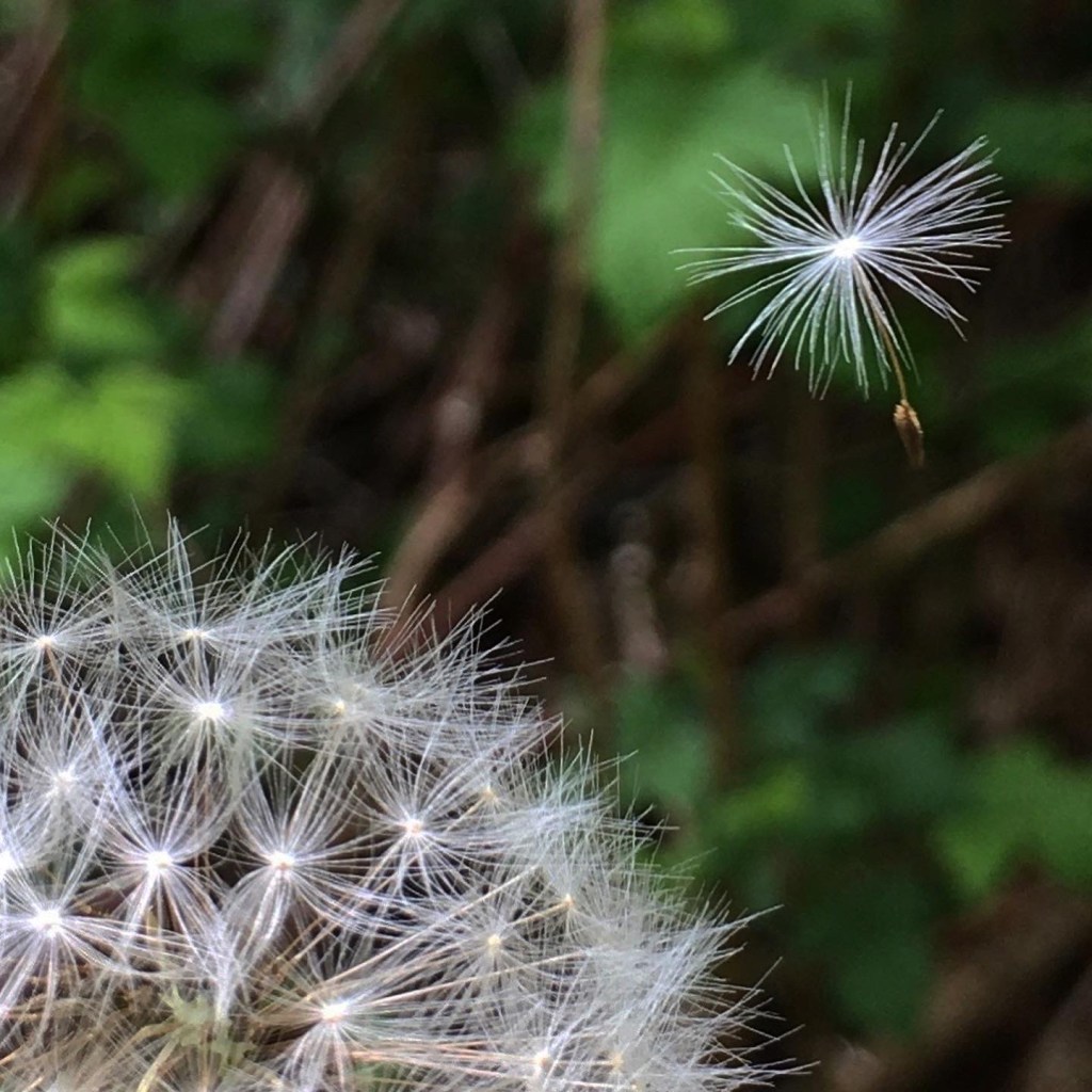 Spiritual Leader – Sadhguru / Jagadish&nbsp;Vasudev