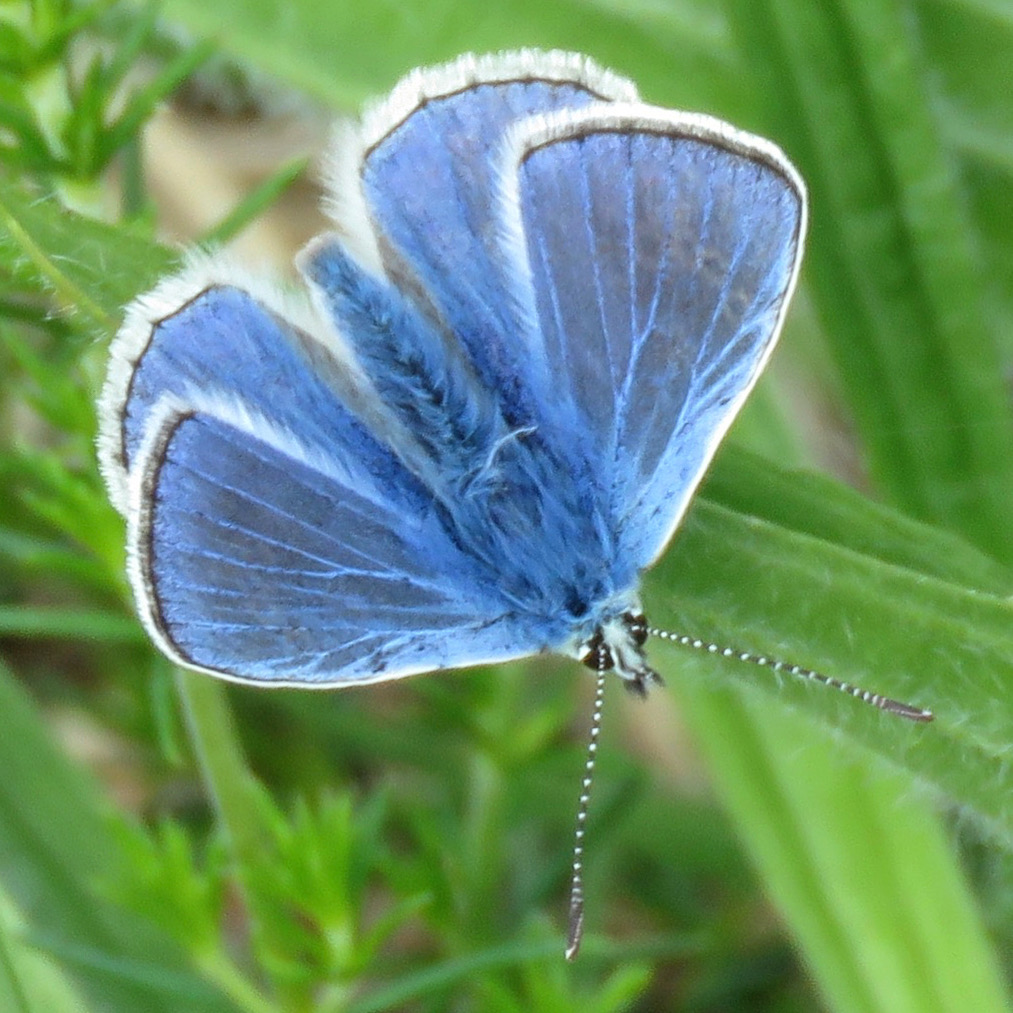 Cosmic Consciousness and&nbsp;Phenomenology